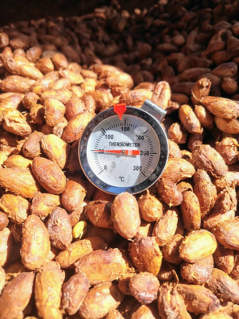 Cacao en fermentación con termómetro a 50 grados
