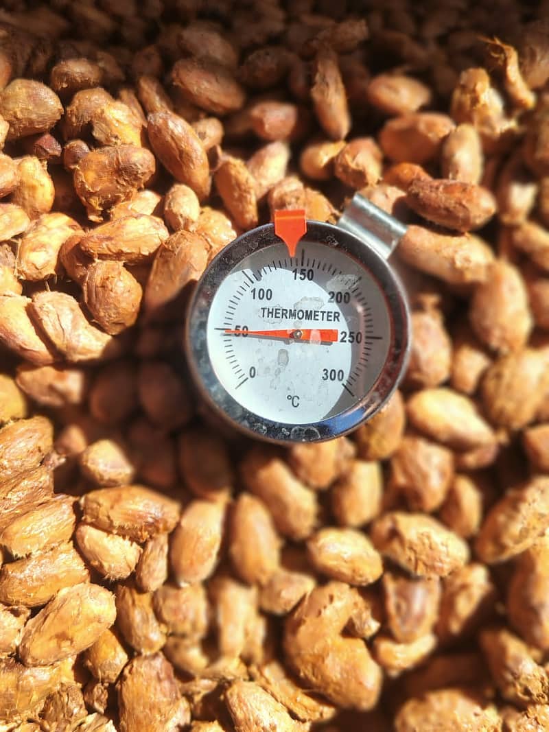 Granos de cacao en fermentación con termómetro