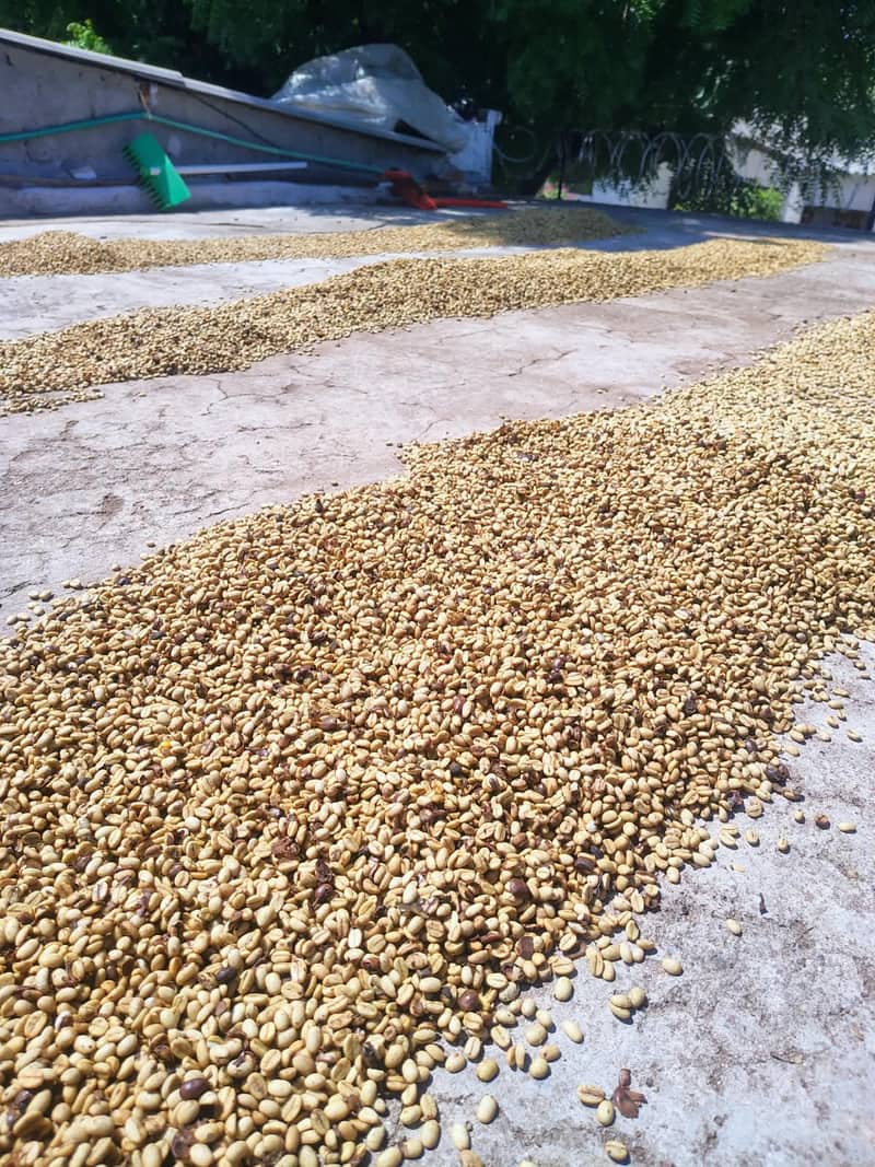 Café pergamino secándose al sol